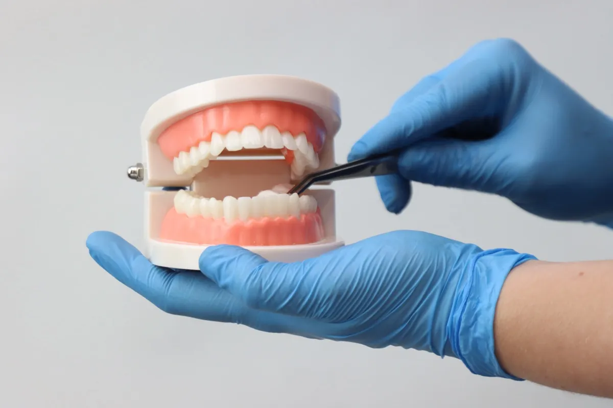 Professional wearing gloves holding a simulated mounth