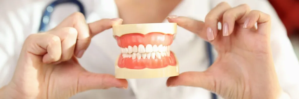 Close-up of doctor stomatologist holding jowl model in hands. Teeth orthodontic dental model or human jaw. Dental care, dentist and personal hygiene concept